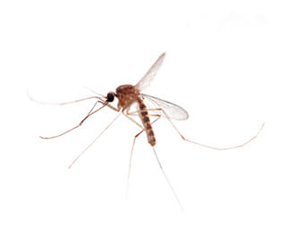 culex mosquitos